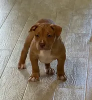 Amazona, a female American Bully for sale in Naples, FL – 1 of 9
