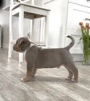 M, a male American Bully for sale in Naples, FL – 2 of 9