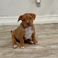 Amazona, a female American Bully for sale in Naples, FL – 3 of 9