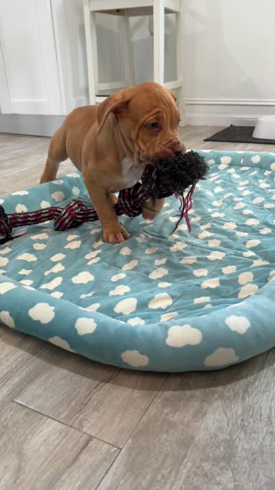 Blondie, a female American Bully for sale in Naples, FL – 6 of 10
