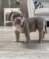 S, a male American Bully for sale in Naples, FL – 3 of 10