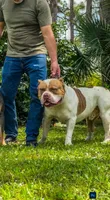 Blondie, a female American Bully for sale in Naples, FL – 7 of 10