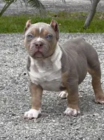 SS, a male American Bully for sale in Naples, FL – 2 of 3