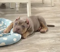 Napo, a male American Bully for sale in Naples, FL – 4 of 10