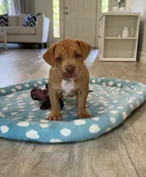 Blondie, a female American Bully for sale in Naples, FL – 3 of 10