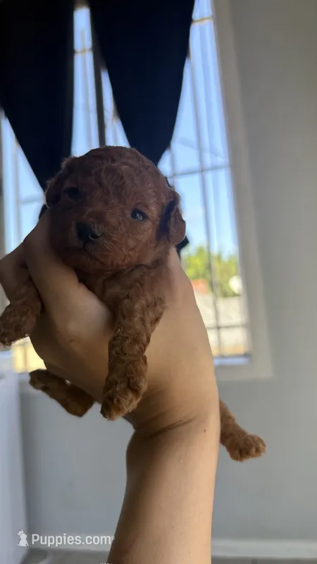 Brownie – Poodle - Toy  puppy for sale in Los Angeles, CA