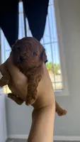 Brownie, a male Poodle - Toy  for sale in Los Angeles, CA – 1 of 1