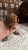 Cookie , a male Poodle - Toy  for sale in Los Angeles, CA – 1 of 1