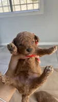 Lucky , a male Poodle - Toy  for sale in Los Angeles, CA – 1 of 1