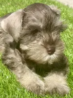 Stormy, a female Miniature Schnauzer for sale in Houston, TX – 2 of 2