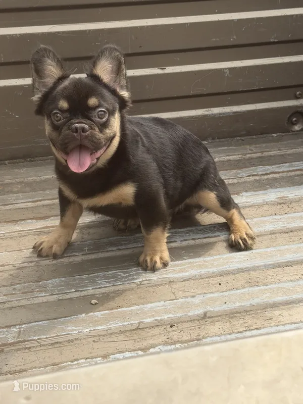 Pete – French Bulldog puppy for sale in Houston, TX