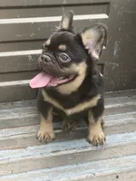 Pete, a male French Bulldog for sale in Houston, TX – 2 of 2