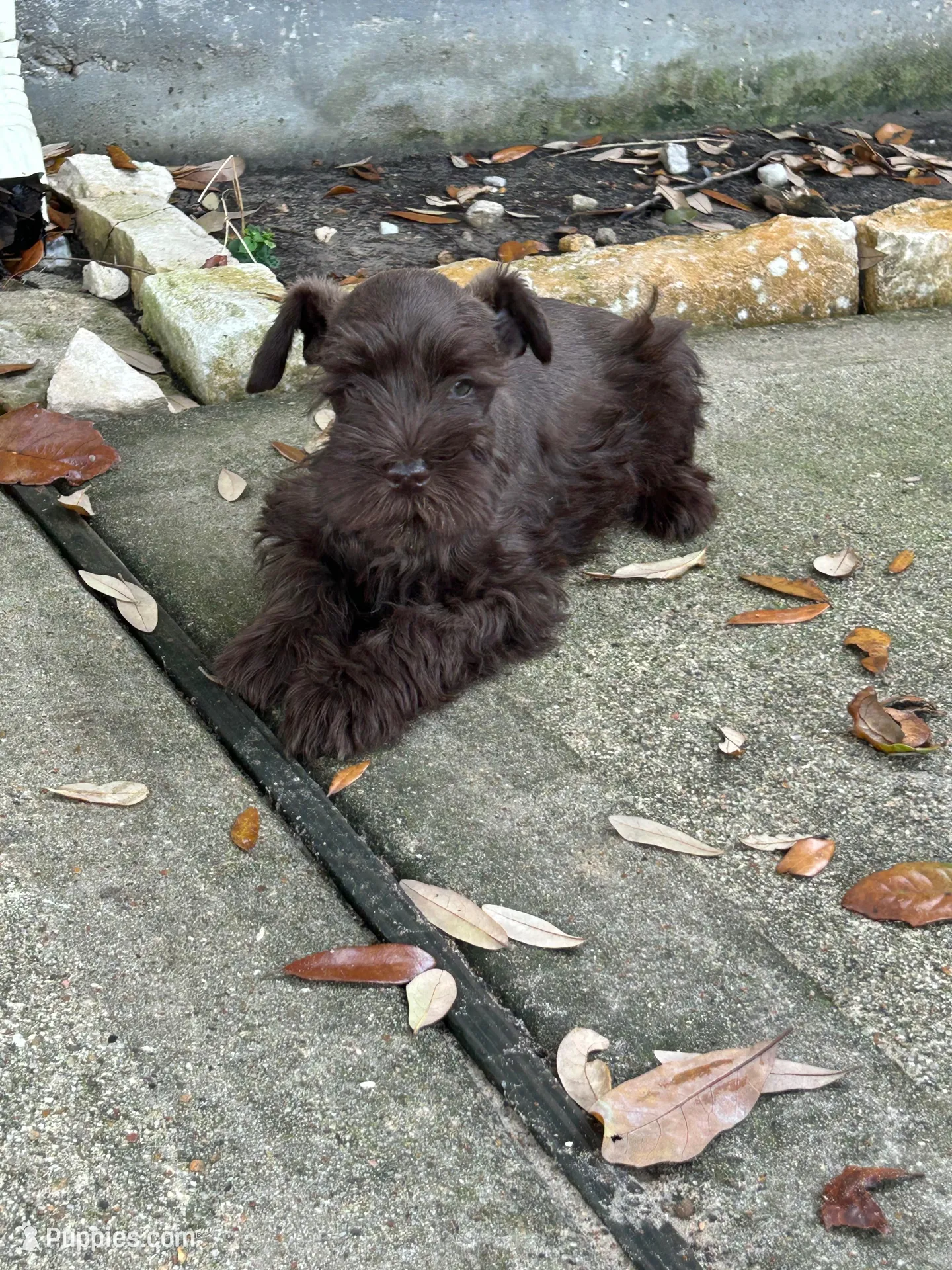 Jim  – Miniature Schnauzer puppy for sale in Houston, TX