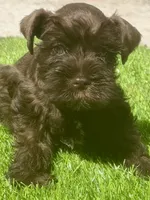 Ginger Snap, a male Miniature Schnauzer for sale in Houston, TX – 2 of 3