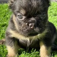 Pete, a male French Bulldog for sale in Houston, TX – Photo 2 of 3