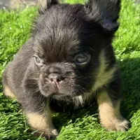 Pete, a male French Bulldog for sale in Houston, TX – Photo 1 of 3