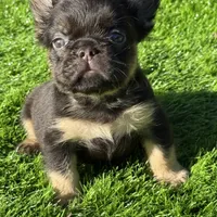 Pete, a male French Bulldog for sale in Houston, TX – Photo 3 of 3