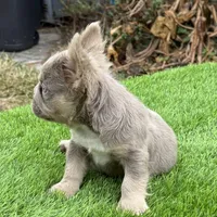 Tyson, a male French Bulldog for sale in Houston, TX – Photo 2 of 3