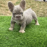 Tyson, a male French Bulldog for sale in Houston, TX – Photo 3 of 3