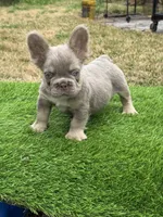 Tyson, a male French Bulldog for sale in Houston, TX – Photo 3 of 3