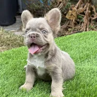 Tyson, a male French Bulldog for sale in Houston, TX – Photo 1 of 3