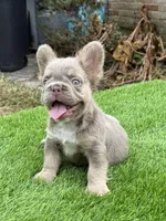 Tyson, a male French Bulldog for sale in Houston, TX – Photo 1 of 3