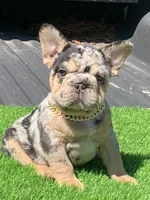 Maxwell, a male French Bulldog for sale in Houston, TX – Photo 3 of 7