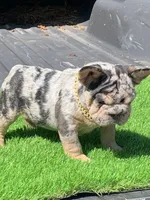 Maxwell, a male French Bulldog for sale in Houston, TX – Photo 7 of 7