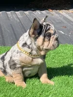 Maxwell, a male French Bulldog for sale in Houston, TX – Photo 2 of 7