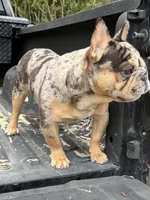 Maxwell, a male French Bulldog for sale in Houston, TX – Photo 1 of 7