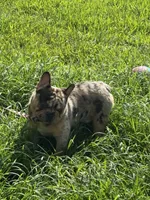 Maxwell, a male French Bulldog for sale in Houston, TX – Photo 4 of 7