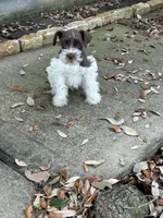 Jack, a male Miniature Schnauzer for sale in Houston, TX – Photo 3 of 4