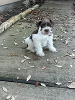 Jack, a male Miniature Schnauzer for sale in Houston, TX – Photo 4 of 4