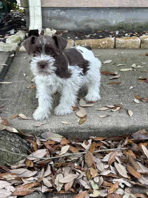 Jack – Miniature Schnauzer puppy for sale in Houston, TX