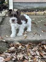 Jack, a male Miniature Schnauzer for sale in Houston, TX – Photo 1 of 4