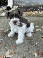 Jack, a male Miniature Schnauzer for sale in Houston, TX – Photo 2 of 4
