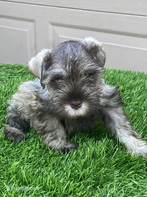 Pippy – Miniature Schnauzer puppy for sale in Houston, TX