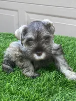 Pippy, a female Miniature Schnauzer for sale in Houston, TX – 1 of 2