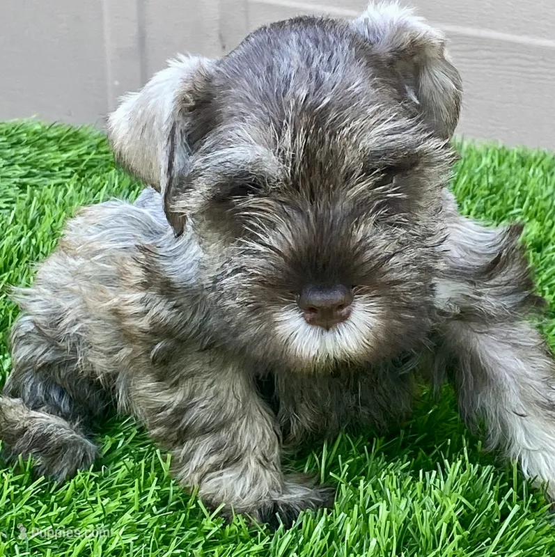 Stormy – Miniature Schnauzer puppy for sale in Houston, TX