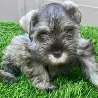 Stormy, a female Miniature Schnauzer for sale in Houston, TX – 1 of 2