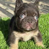 Mickey, a male French Bulldog for sale in Houston, TX – 7 of 7