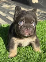 Mickey, a male French Bulldog for sale in Houston, TX – Photo 7 of 7