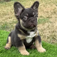 Mickey, a male French Bulldog for sale in Houston, TX – 6 of 7