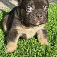Mickey, a male French Bulldog for sale in Houston, TX – 4 of 7