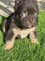 Mickey, a male French Bulldog for sale in Houston, TX – Photo 4 of 7