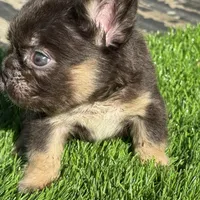 Mickey, a male French Bulldog for sale in Houston, TX – 5 of 7