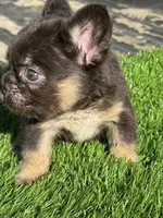 Mickey, a male French Bulldog for sale in Houston, TX – Photo 5 of 7