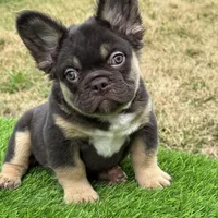 Mickey, a male French Bulldog for sale in Houston, TX – 1 of 7