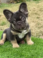 Mickey, a male French Bulldog for sale in Houston, TX – Photo 1 of 7