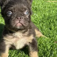 Mickey, a male French Bulldog for sale in Houston, TX – 3 of 7